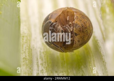 Ball pillworm boucle son corps pour éviter les ennemis naturels dans la nature, dans le nord de la Chine Banque D'Images