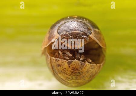 Ball pillworm boucle son corps pour éviter les ennemis naturels dans la nature, dans le nord de la Chine Banque D'Images