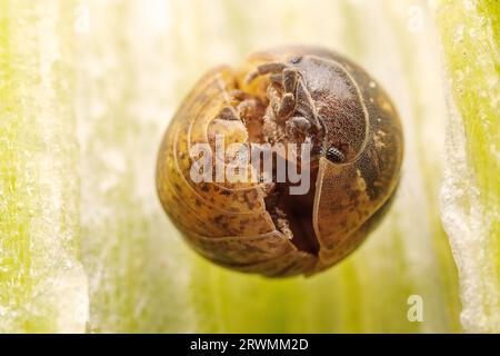 Ball pillworm boucle son corps pour éviter les ennemis naturels dans la nature, dans le nord de la Chine Banque D'Images