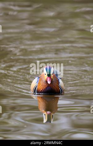 Canard mandarin mâle (Aix galericulata), Royaume-Uni Banque D'Images