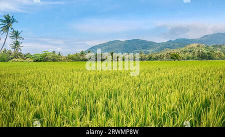 Riz poussant dans un champ sur l'île de Mindoro, Philippines. Banque D'Images