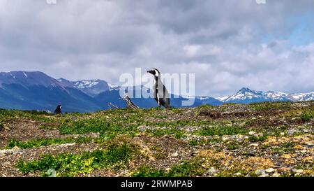 Un manchot magellanique (Spheniscus magellanicus) sur l'île Martillo dans le canal de Beagle, près d'Ushuaia, Argentine, avec les Andes en arrière-plan. Banque D'Images