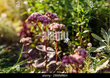 Floraison sedum Matrona avec des feuilles et des tiges bordeaux dans le jardin d'été au coucher du soleil. Fleurs succulentes d'automne en fleur. Gros plan de Stonecrop Banque D'Images