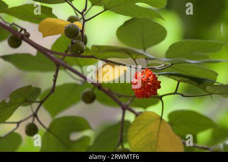 Le mûrier à papier (Broussonetia papyrifera, syn. Morus papyrifera L.) est une espèce de plante à fleurs de la famille des Moraceae. Banque D'Images