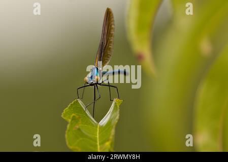 Belle Demoiselle (Calopteryx Virgo) posant sur une feuille de pêcheur en été Banque D'Images