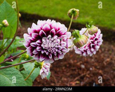 Fleurs violettes doubles à pointe blanche du tubercule décoratif à floraison estivale, Dahlia 'Edinburgh' Banque D'Images