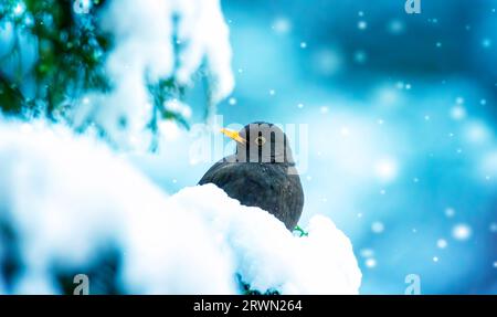 Eurasian Blackbird dans le temps glacial sur la brousse avec la neige en hiver, la meilleure photo. Banque D'Images