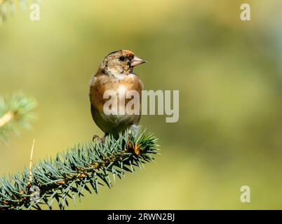 Bel oiseau ordfinch montrant des plumes colorées de plumage perché sur la branche d'un sapin dans la forêt avec la forêt verte naturelle Banque D'Images