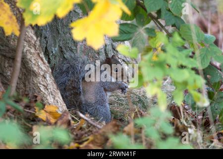 Mignon jeune écureuil gris assis dans la forêt jetant un regard à travers les feuilles d'automne Banque D'Images