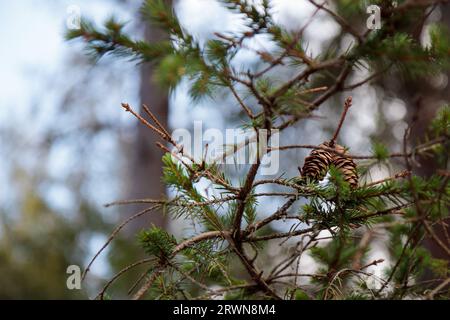 Des cônes pendent sur les branches de l'arbre. Gros plan. Beauté naturelle de la forêt. Banque D'Images
