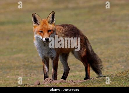 Renard rouge européen (Vulpes vulpes) adulte debout en plein champ Eccles-on-Sea, Norfolk, Royaume-Uni. Avril Banque D'Images