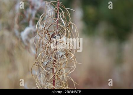 Les vrilles de la plante Ivan thé d'une sorte d'herbe à feu à la fin de l'automne. Belle photo macro. Herbe sèche haut mur Ivan thé comme arrière-plan. Banque D'Images