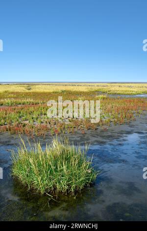 Herbe à cordes commune (Spartina anglica) et verrier (Salicornia europaea) dans le marais salant en mer du Nord, parc national de Wattenmeer, Allemagne Banque D'Images