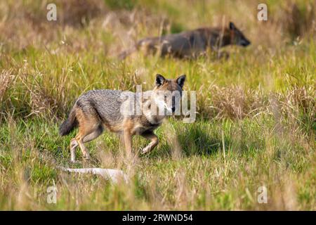 Un Jackal d'or regarde alors qu'il se déplace rapidement dans une partie plus dense de la prairie près de Barrackpore dans le Bengale occidental, en Inde Banque D'Images