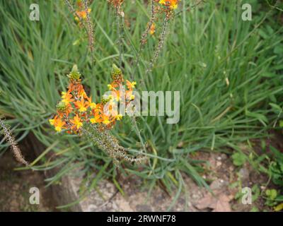 Bulbine frutescens Banque D'Images