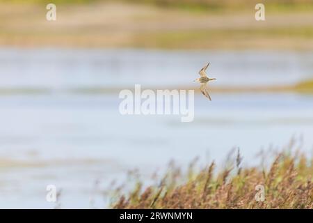 Sandpiper à bretelles renforcées Calidris suruficollis, vol juvénile, réserve Minsmere RSPB, Suffolk, Angleterre, septembre Banque D'Images