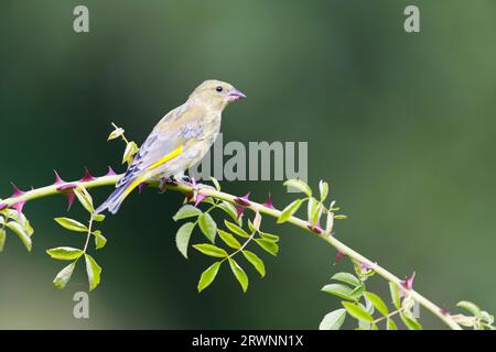 Green-finch européen Carduelis chloris, mâle juvénile perché sur rose canina Rosa canina, tige, Suffolk, Angleterre, septembre Banque D'Images