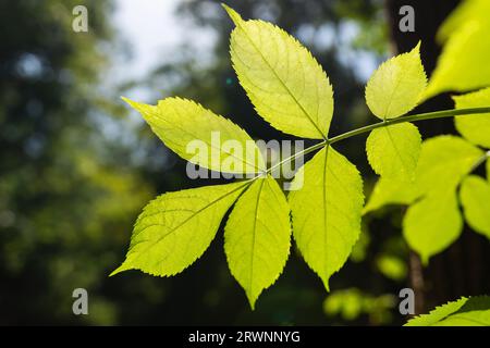 Feuilles de cornbeam vert illuminées par la lumière du soleil sur un fond forestier flou. Les feuilles vertes des plantes utilisées comme écologie environnementale printanière couvrent le backg Banque D'Images