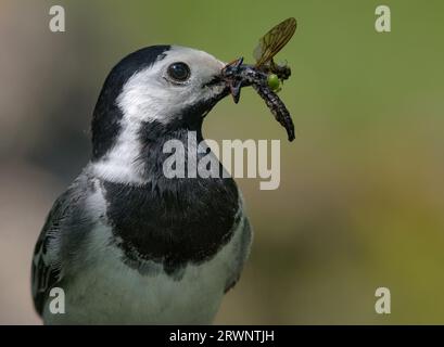 Fermer portrait de Wagtail blanc adulte (motacilla alba) avec bec plein d'insectes attrapés larves et insectes pour poussins Banque D'Images