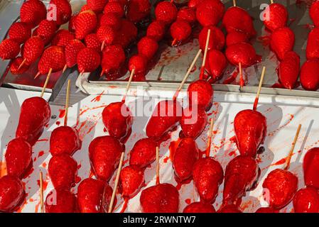 brochettes de grandes fraises rouges mûres caramélisées avec sucre sur le dessus pour la vente dans la caniculture Banque D'Images