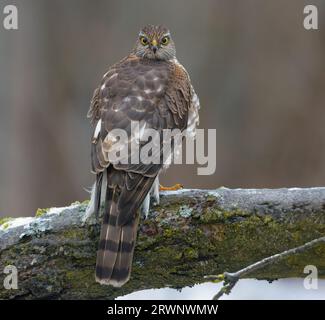 La femelle Sparrowhawk eurasien (accipiter nisus) est assise sur la branche glacée alors qu'elle contrôle l'environnement autour d'elle avec un tour de tête complet Banque D'Images