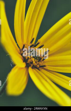 Fleur jaune avec pétales gros plan sur photo macro avec fond vert Banque D'Images