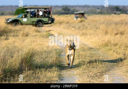 Les Lionnes marchent le long de la route avec pour toile de fond une voiture avec des touristes. Afrique. Banque D'Images