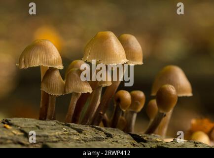 Debout fort après les champignons congelés tombés Banque D'Images