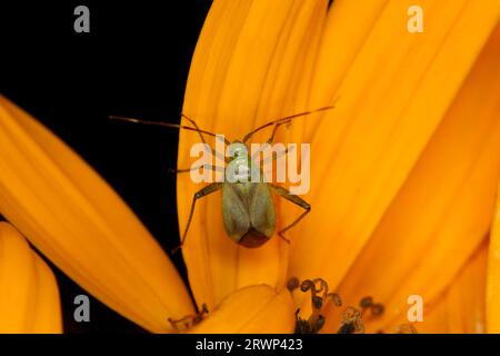 Adelphocoris lineolatus famille Miridae genre Adelphocoris plante insecte luzerne nature sauvage insecte photographie, image, papier peint Banque D'Images