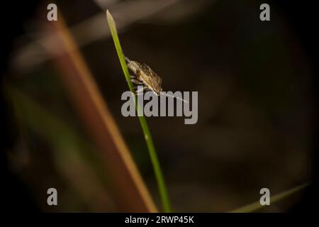 Stickopleurus punctatonervosus famille Rhopalidae Genus Sticktopleurus rhopalid bandé fond d'écran d'insecte de nature sauvage, image, photographie Banque D'Images