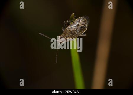 Stickopleurus punctatonervosus famille Rhopalidae Genus Sticktopleurus rhopalid bandé fond d'écran d'insecte de nature sauvage, image, photographie Banque D'Images