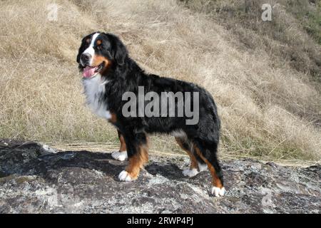 Chien de montagne bernois debout sur des rochers avec de l'herbe sèche en arrière-plan. Banque D'Images