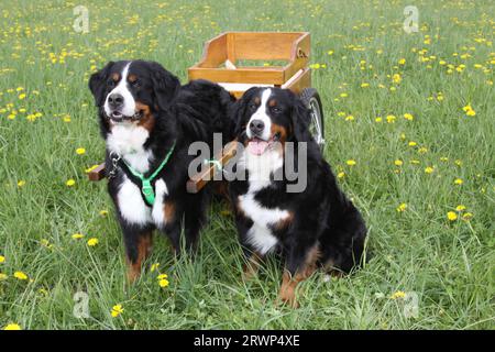 2 chien de montagne bernois l'un tirant un chariot dans un champ de fleurs sauvages l'autre assis à côté. Banque D'Images