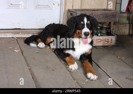 Chien de montagne bernois couché sur le porche avec de vieux planches de plancher en bois. Vieilles caisses Pepsi en arrière-plan. Banque D'Images