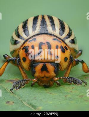 Portrait d'un coléoptère orange rayé sur une feuille verte avec un fond vert (Colorado Potato Beetle, Leptinotarsa decemlineata) Banque D'Images