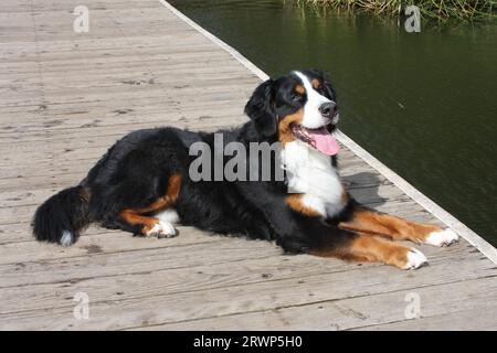 Chien de montagne bernois allongé sur le quai au-dessus de l'eau avec la langue sortie Banque D'Images