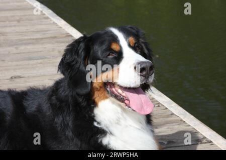 Chien de montagne bernois allongé sur le quai au-dessus de l'eau avec la langue sortie Banque D'Images