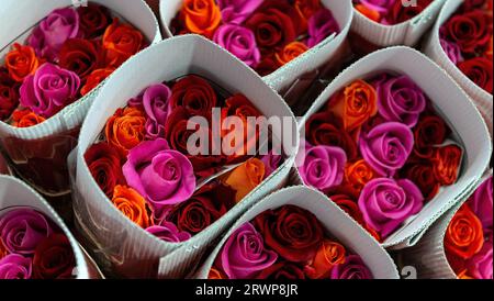 Roses rouges et roses emballées et prêtes à l'exportation dans la région de Tabacundo et Cayambe, au nord de Quito, Équateur, Amérique du Sud. Banque D'Images