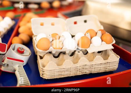 Plateaux en carton avec des œufs de poule sur la ligne de tri de ferme avicole Banque D'Images