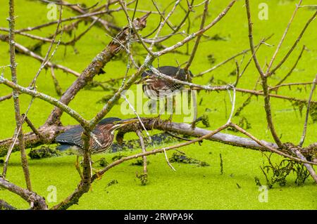 Vadnais Heights, Minnesota. Parc régional du lac Vadnais. Une paire de hérons verts, Butorides virescens debout sur les branches d'arbres dans l'étang à la recherche Banque D'Images