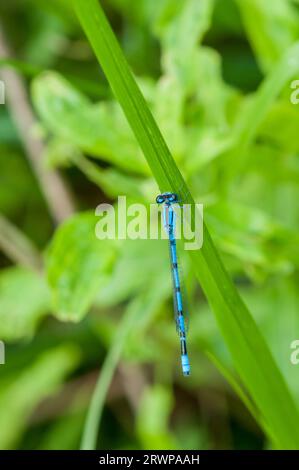 Little Canada, Minnesota. Parc Gervais. Bluet familier, Enallagma civilile reposant sur une plante verte. Banque D'Images