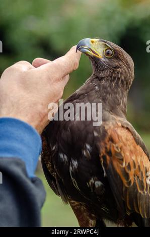 doigt d'un fauconnier caressant un faucon harris Banque D'Images