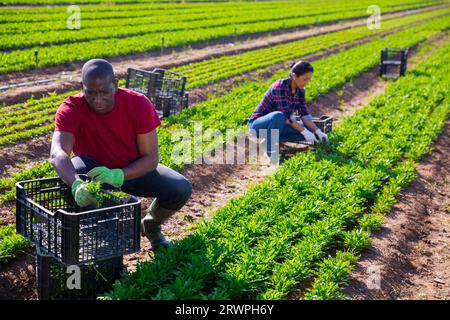 L'horticulteur afro-américain récolte d'arugula Banque D'Images