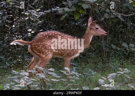 Sri Lanka. Une sous-espèce endémique du cerf tacheté de l'axe (Axis Ceylonensis) dans les forêts du parc national Wilpattu près d'Anuradhapura Banque D'Images