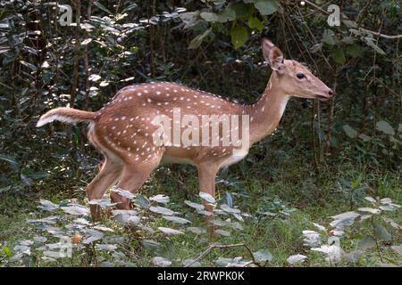 Sri Lanka. Une sous-espèce endémique du cerf tacheté de l'axe (Axis Ceylonensis) dans les forêts du parc national Wilpattu près d'Anuradhapura Banque D'Images