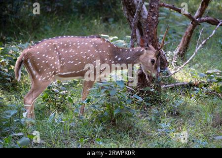 Sri Lanka. Une sous-espèce endémique du cerf tacheté de l'axe (Axis Ceylonensis) dans les forêts du parc national Wilpattu près d'Anuradhapura Banque D'Images