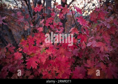 les feuilles d'érable d'automne deviennent rouges Banque D'Images