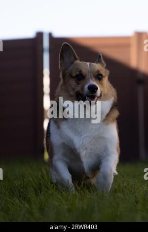 heureux corgi gallois de pembroke courant à travers l'herbe verte Banque D'Images