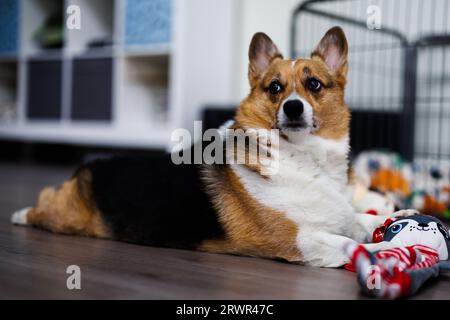 pembroke welsh corgi regardant loin du jouet, portrait Banque D'Images