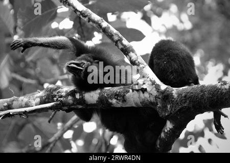 Un macaque à crête noire de Sulawesi (Macaca nigra) s'étend sur une branche d'arbre ; alors qu'il est soigné par un autre individu dans la réserve naturelle de Tangkoko, Sulawesi du Nord, en Indonésie. Un rapport récent d'une équipe de scientifiques dirigée par Marine Joly a révélé que la température augmente dans la forêt de Tangkoko et que l'abondance globale des fruits a diminué. « Entre 2012 et 2020, les températures ont augmenté jusqu’à 0,2 degrés Celsius par an dans la forêt, et l’abondance globale des fruits a diminué de 1 pour cent par an », ont-ils écrit dans International Journal of Primatology. 'Dans un futur plus chaud, ils.. Banque D'Images